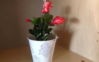 ¡Detalles que alegran el día! ¡Gracias!